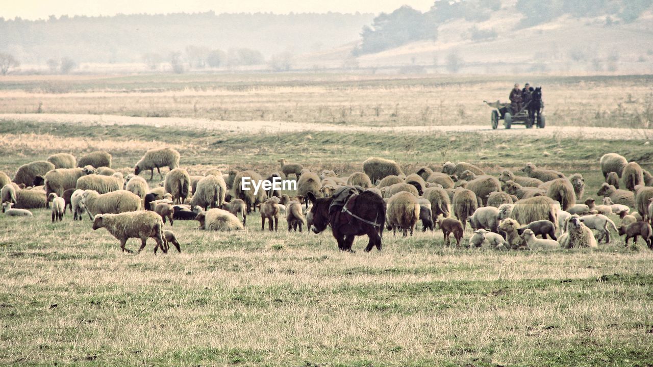 Flock of sheep grazing on field