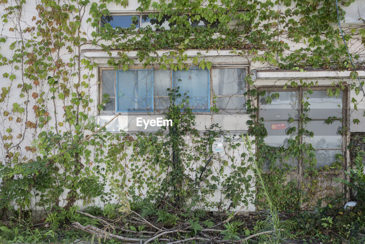 PLANTS GROWING ON FIELD AGAINST BUILDING