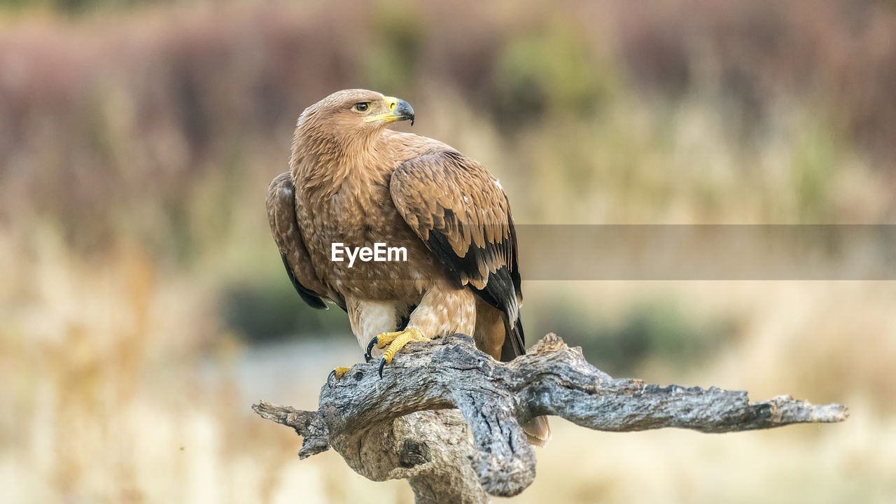 Close-up of golden eagle perching on branch