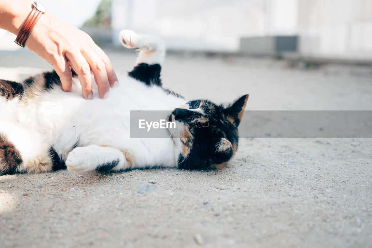 Cropped image of hand touching cat