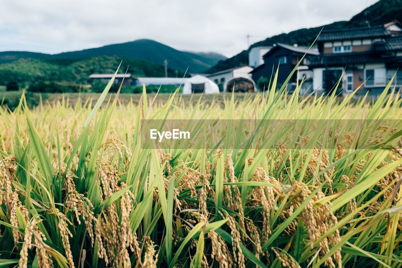 Close-up of grass in field against sky