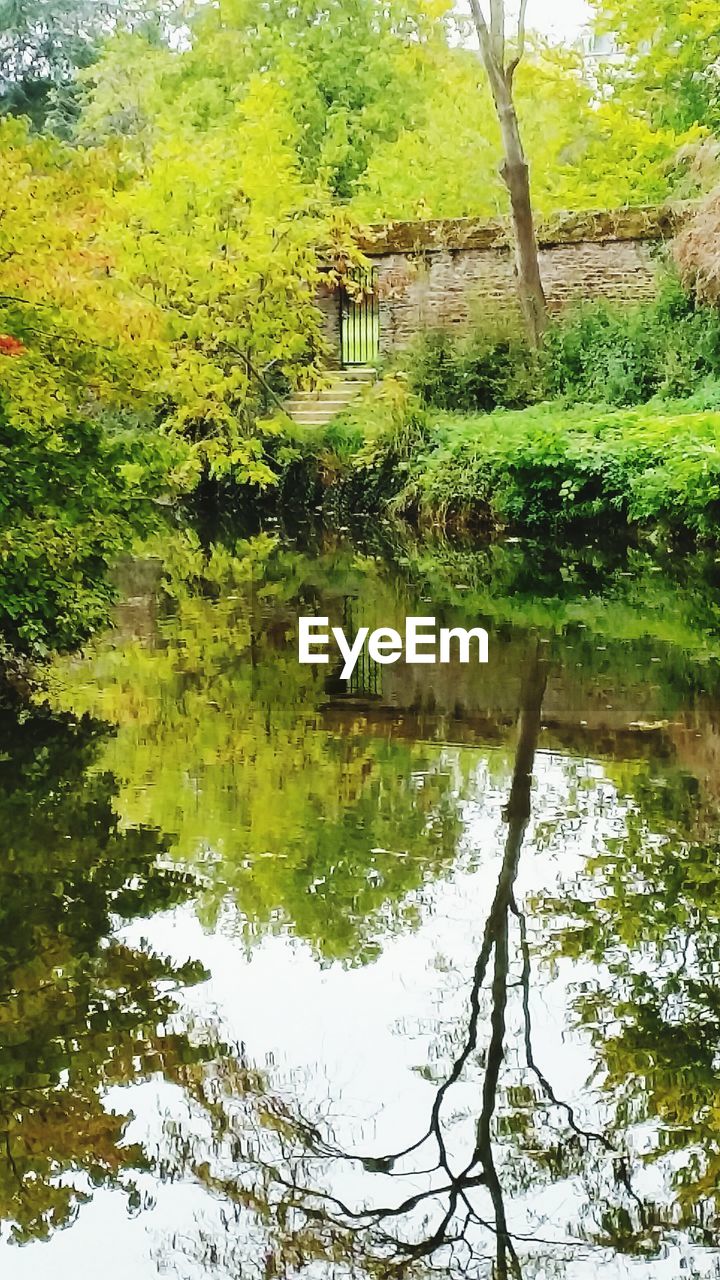 Reflection of trees in lake