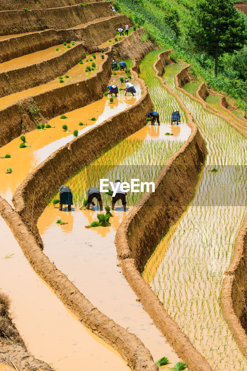 High angle view of farmers working on terraced field