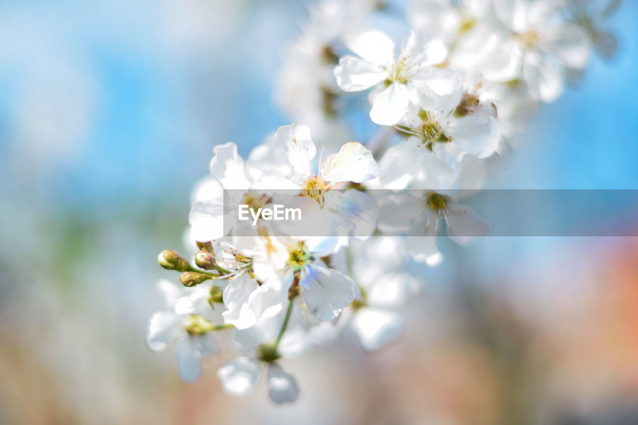 Close-up of white cherry blossoms