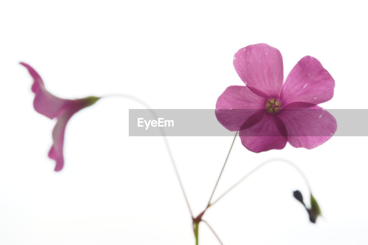 Close-up of pink flower over white background