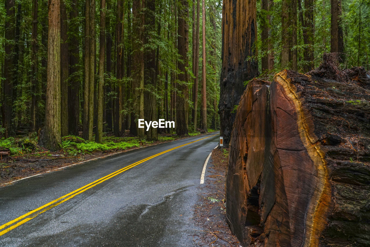 VIEW OF DIRT ROAD PASSING THROUGH FOREST