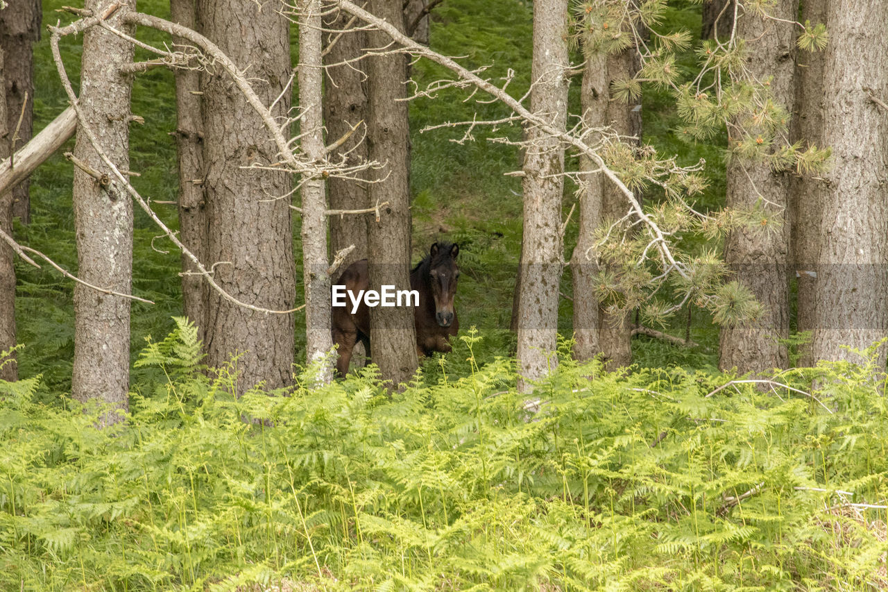 Horse, nature