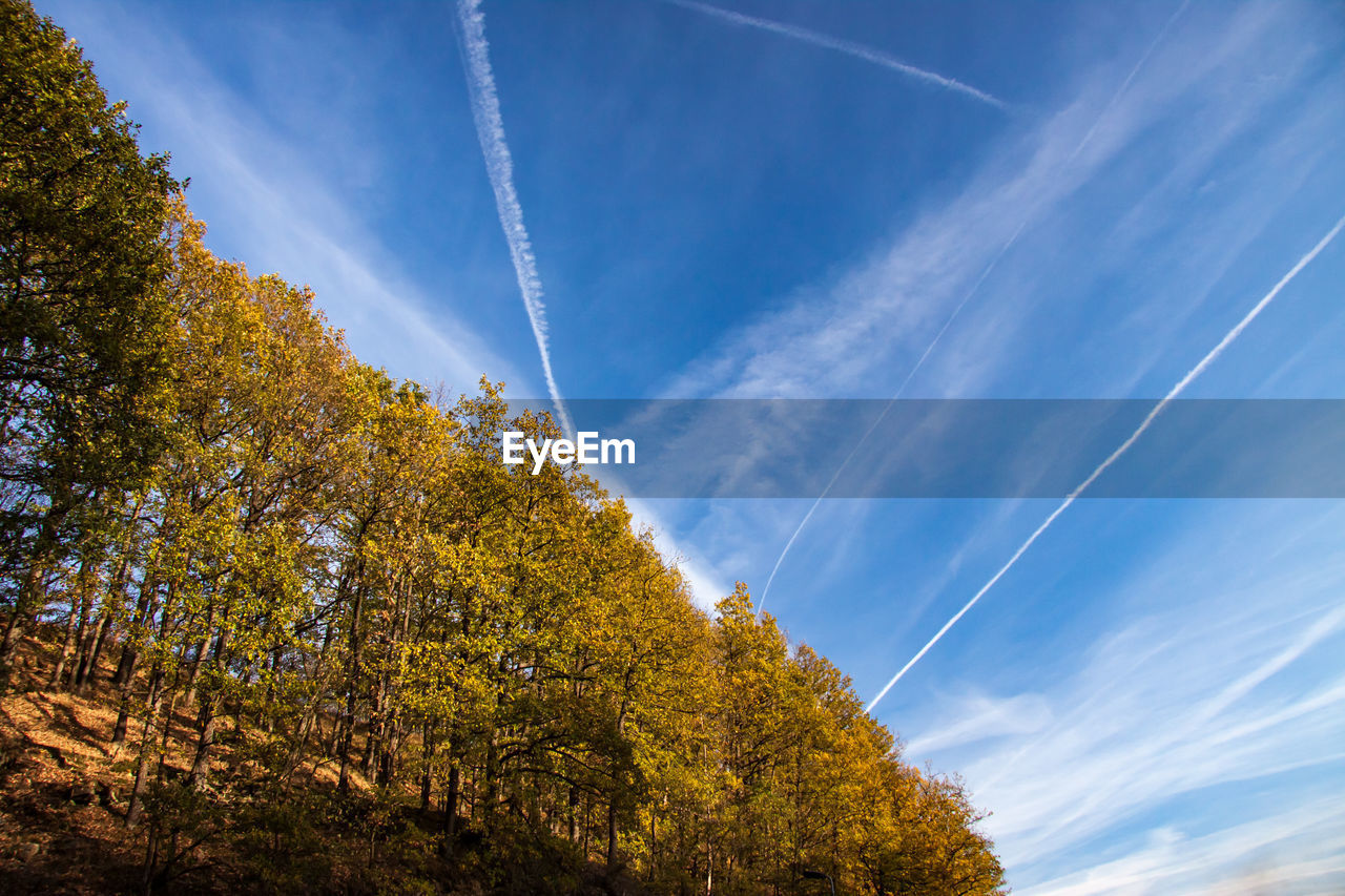 LOW ANGLE VIEW OF TREES AND VAPOR TRAIL IN SKY