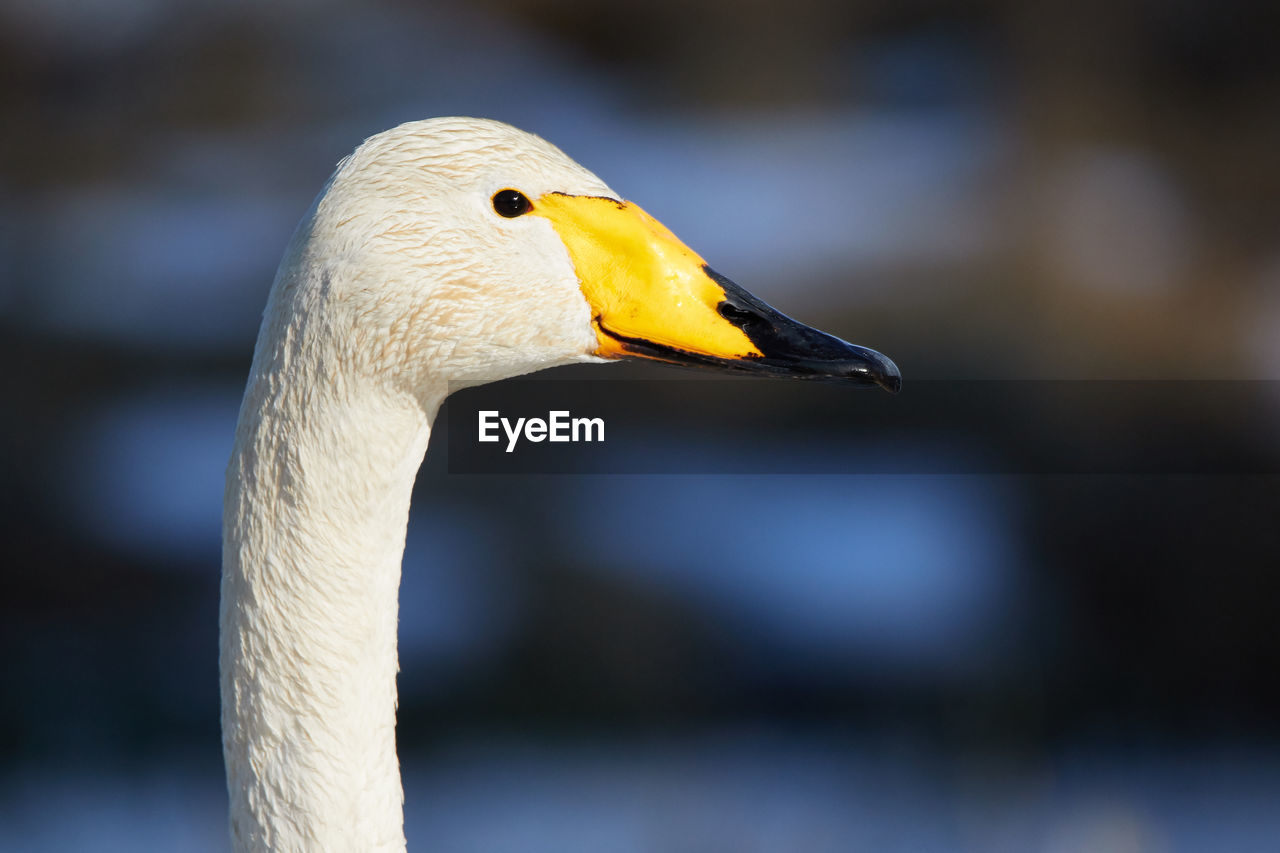 Close-up of whooper swan