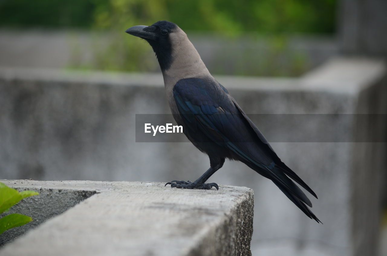 CLOSE-UP OF BIRD PERCHING ON WHITE BACKGROUND