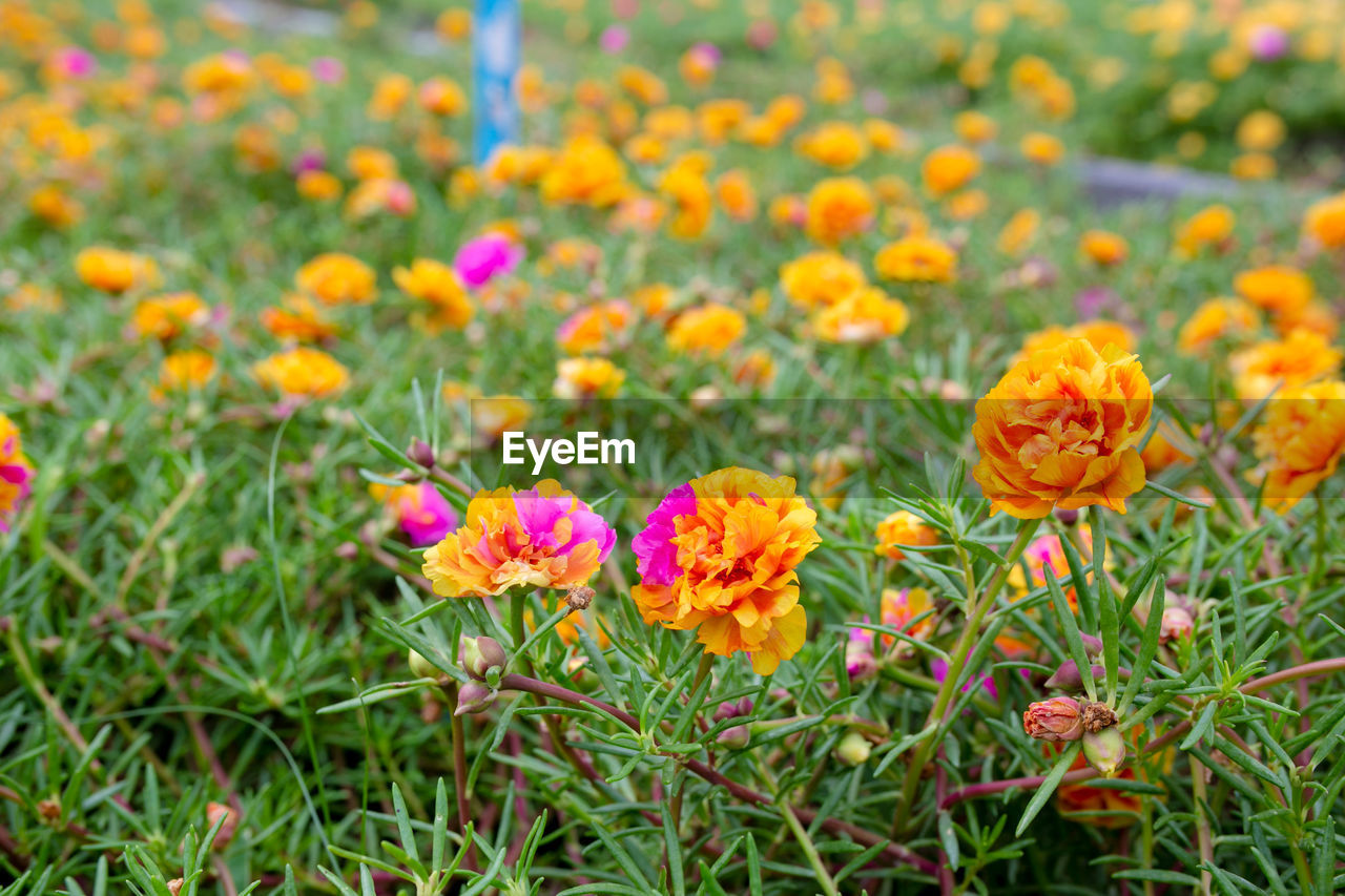 CLOSE-UP OF FRESH FLOWERS IN BLOOM
