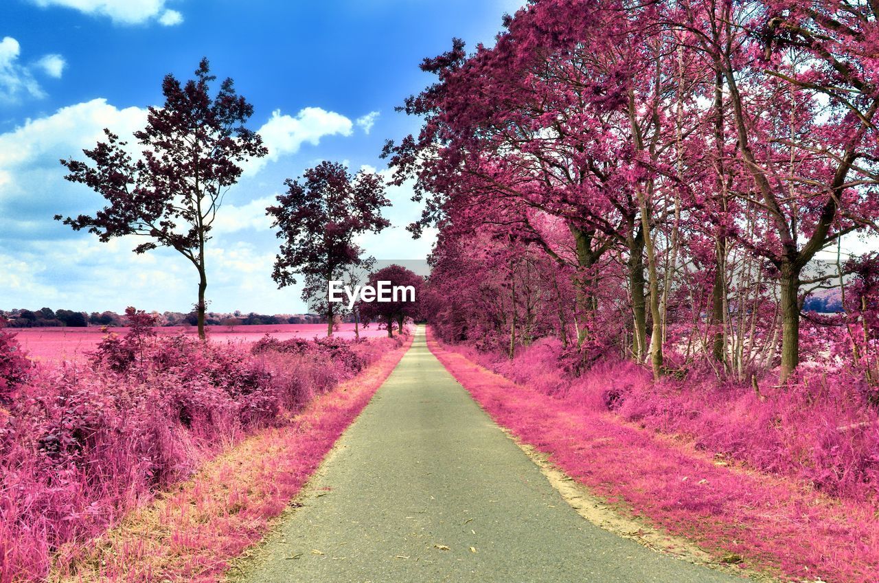 View of pink flowering trees by road against sky