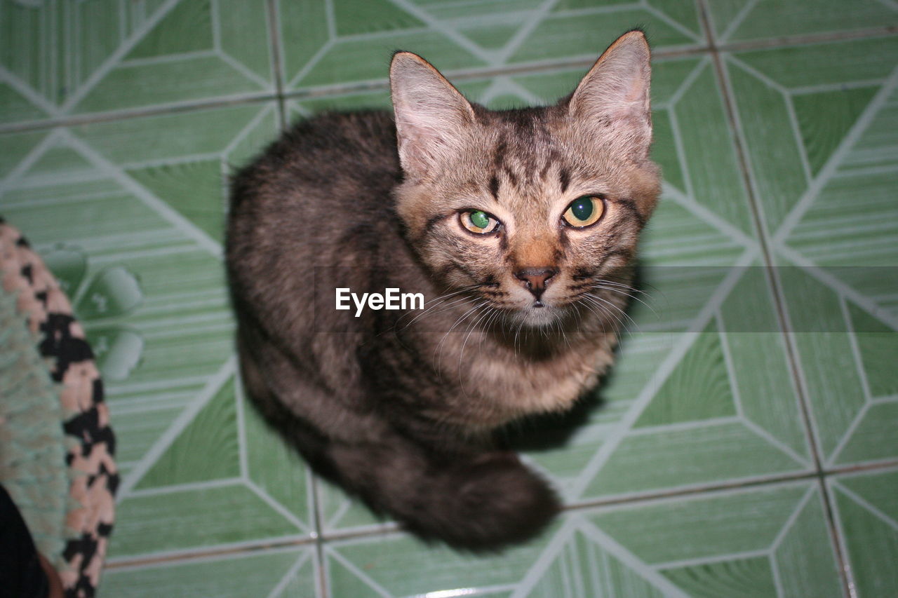 HIGH ANGLE PORTRAIT OF CAT ON FLOOR AGAINST TILED WALL