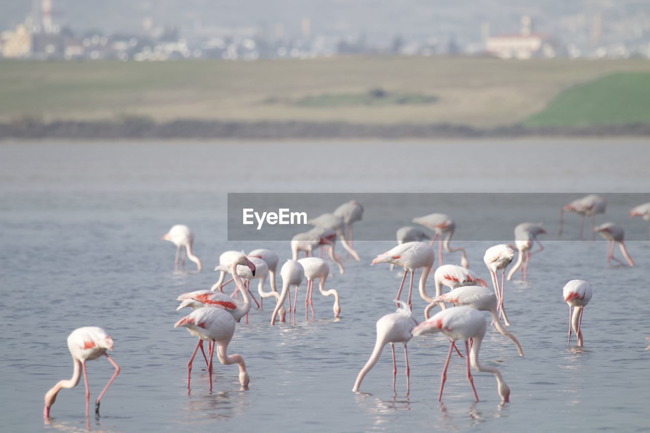 animal wildlife, animal themes, animal, wildlife, flamingo, bird, water, group of animals, nature, large group of animals, no people, lake, water bird, pink, beauty in nature, colony, travel destinations, day, wading, outdoors, landscape, environment, full length, reflection, focus on foreground, standing, travel, tourism