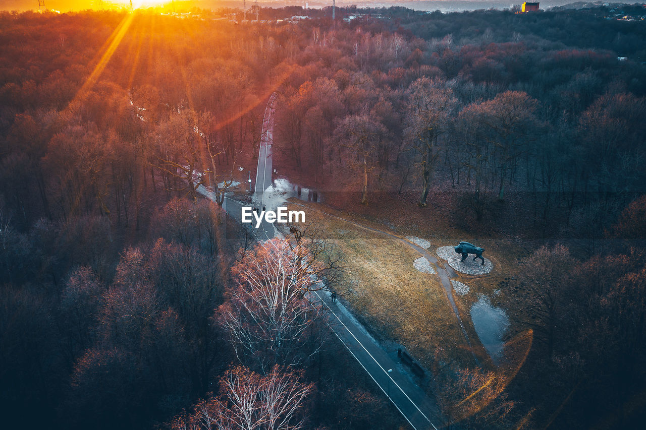 HIGH ANGLE VIEW OF TREES DURING SUNSET