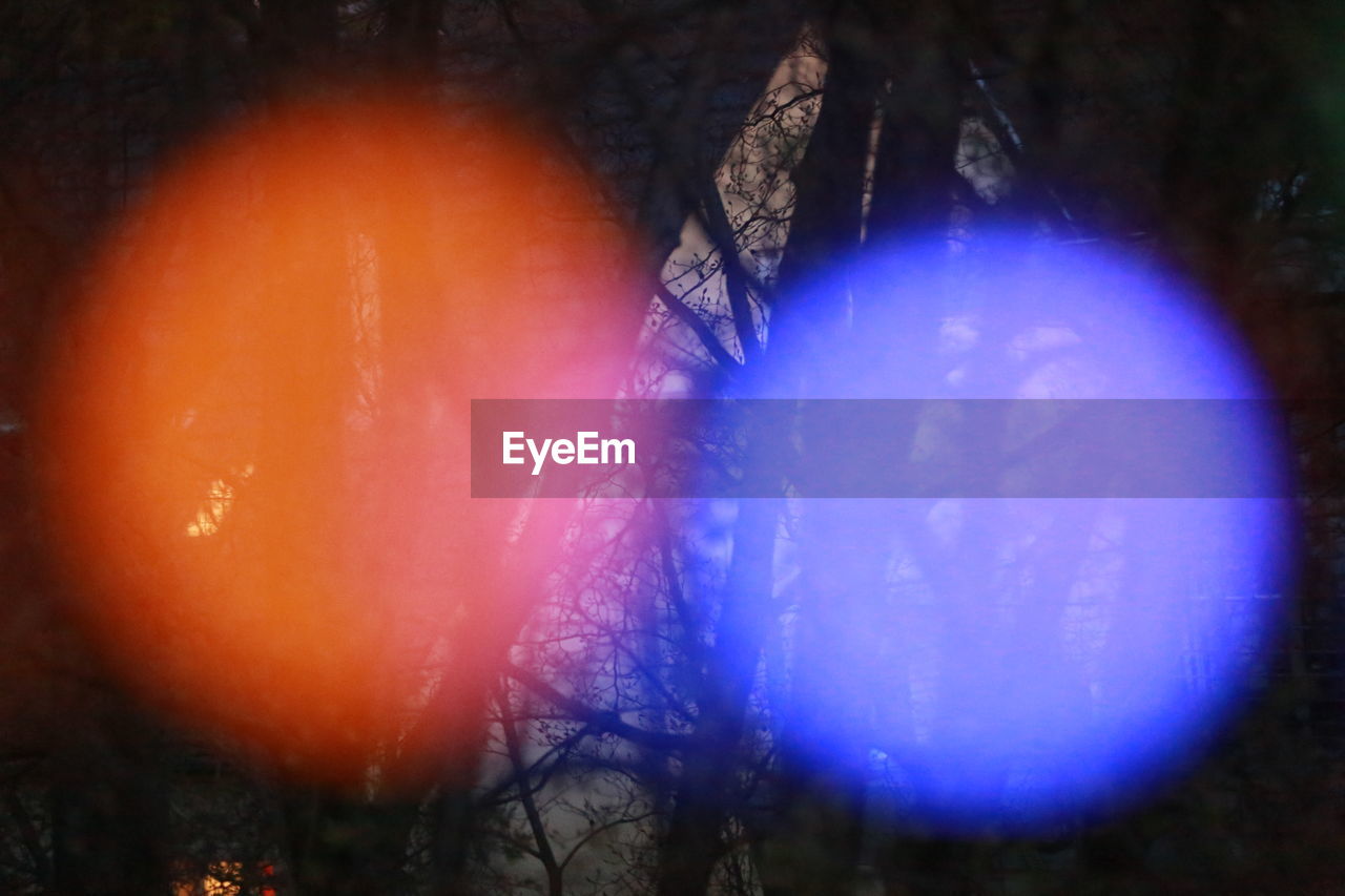 VIEW OF ILLUMINATED TREES IN FOREST