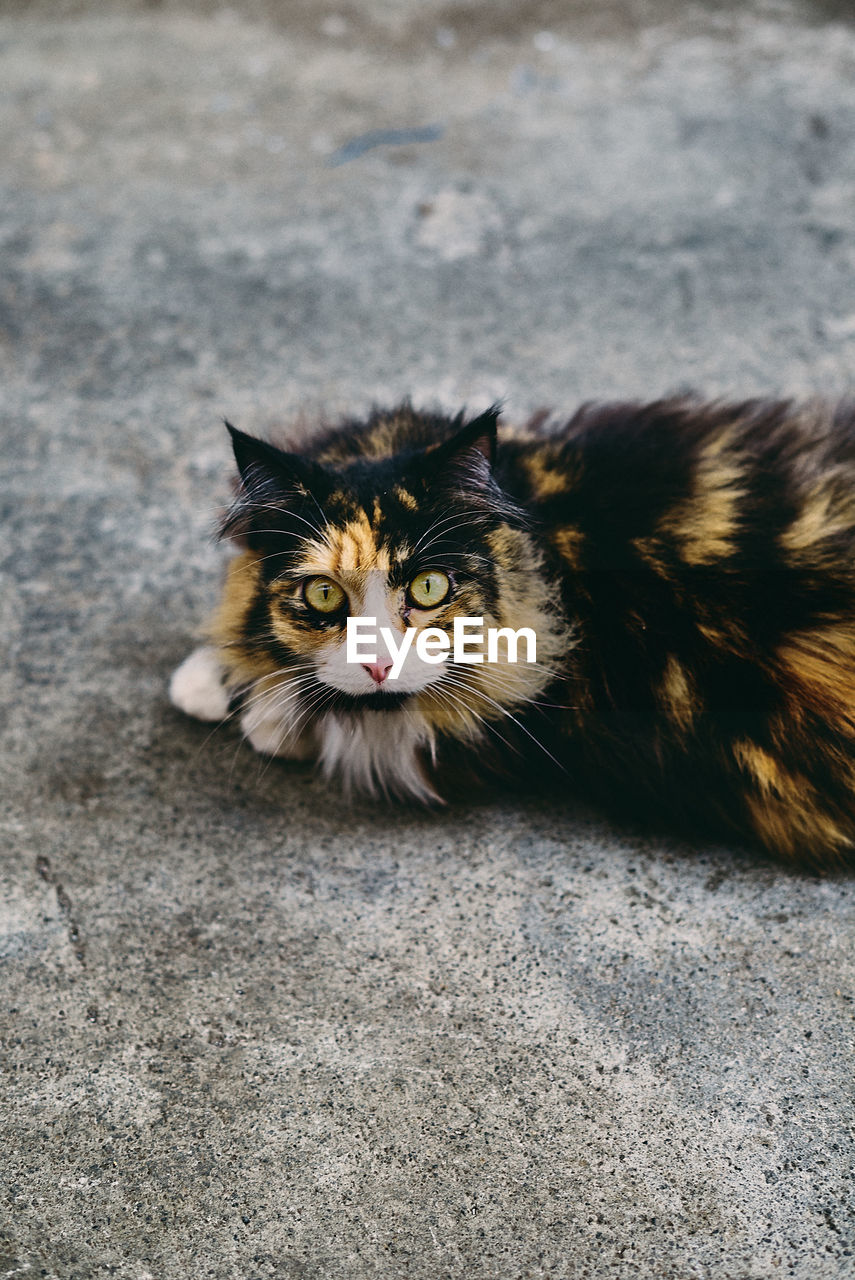 High angle portrait of cat on street in city