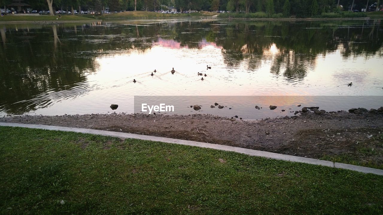 HIGH ANGLE VIEW OF SWAN SWIMMING IN LAKE