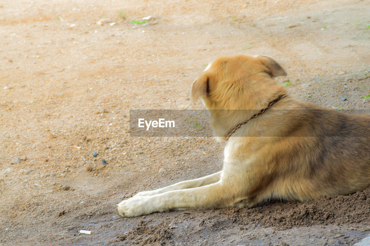 HIGH ANGLE VIEW OF A DOG RESTING