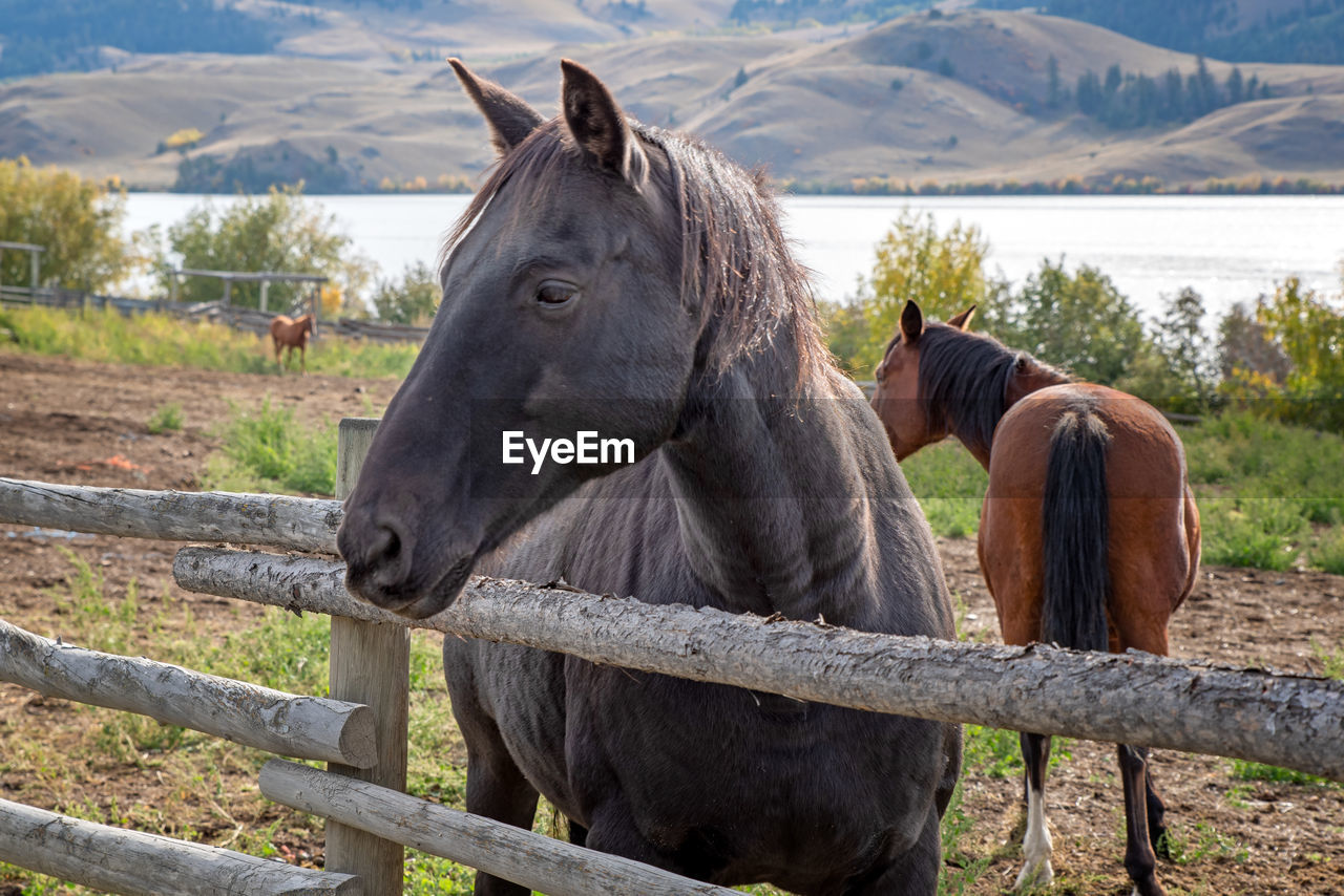 HORSE ON FIELD