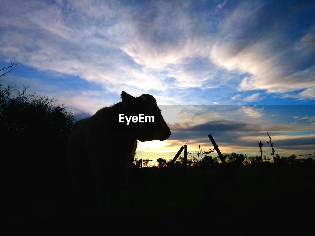 Silhouette cow on field against cloudy sky