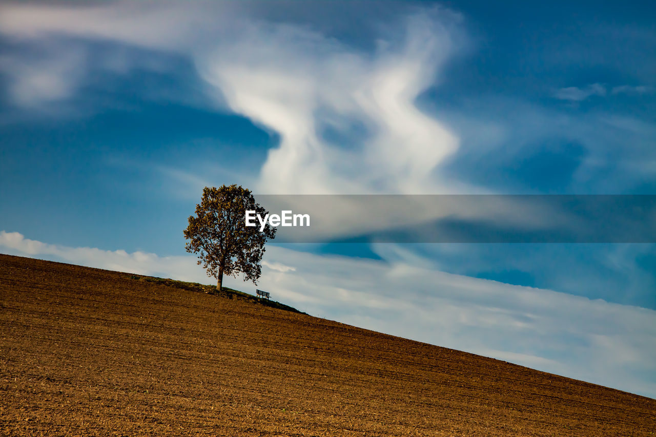 Plant growing on field against sky