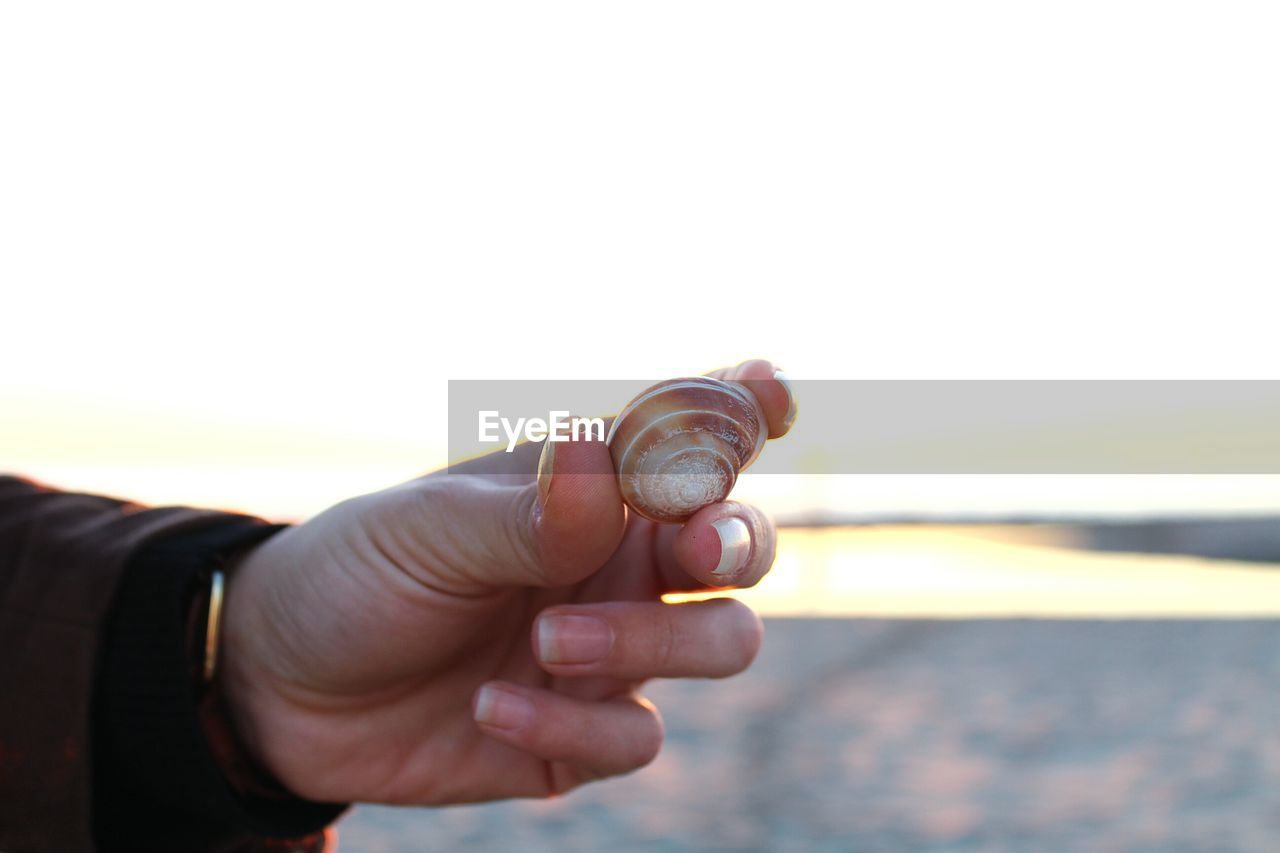 Copped hand of woman holding seashell against sky