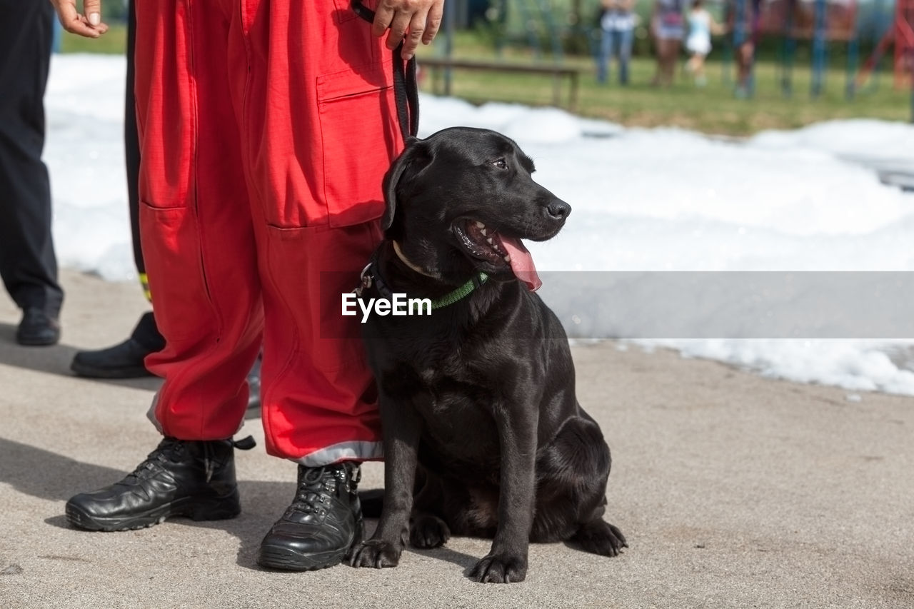 Low section of man standing by dog