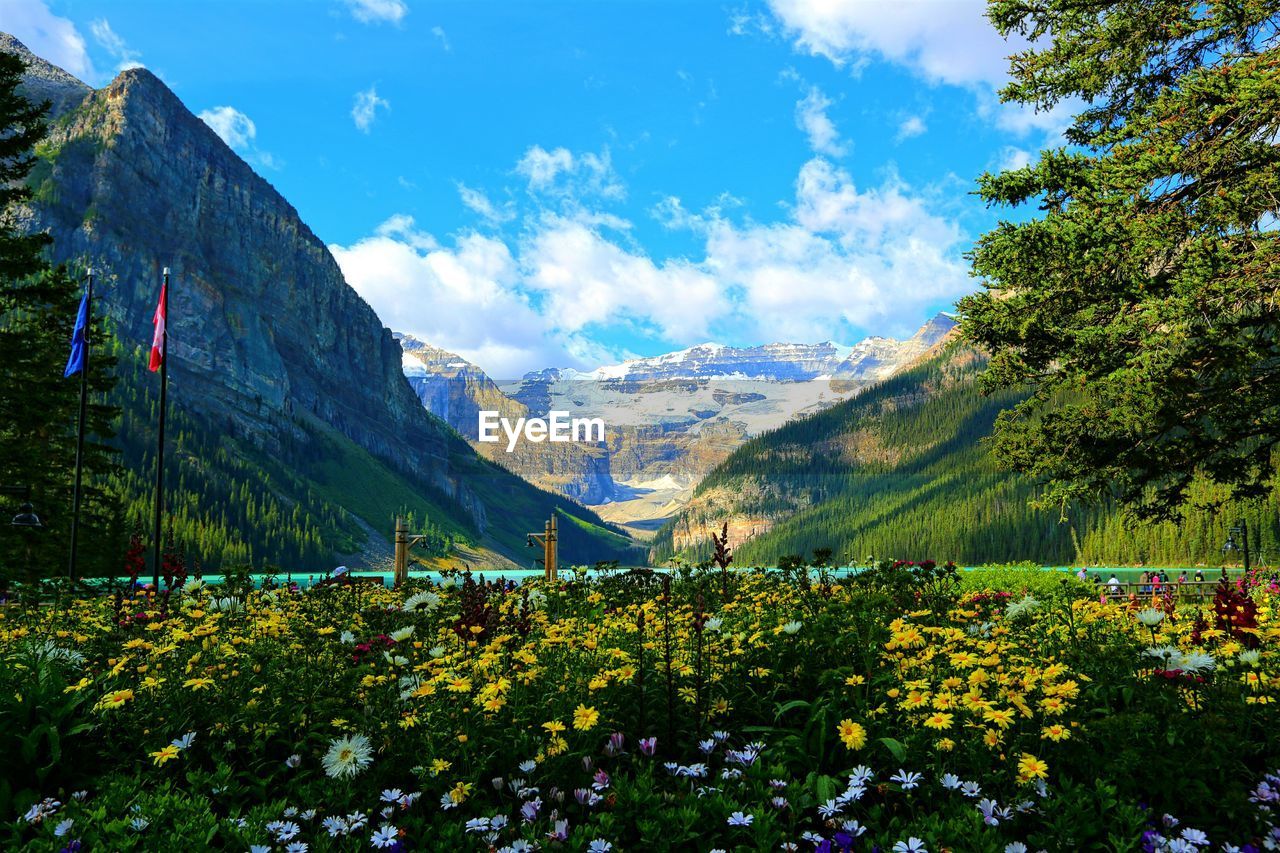 Scenic view of multi colored flowers against sky