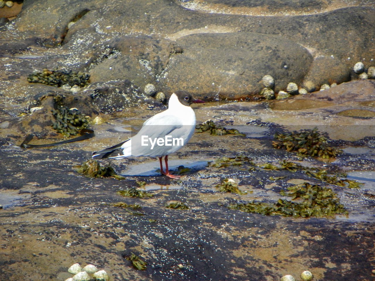 SEAGULL IN WATER