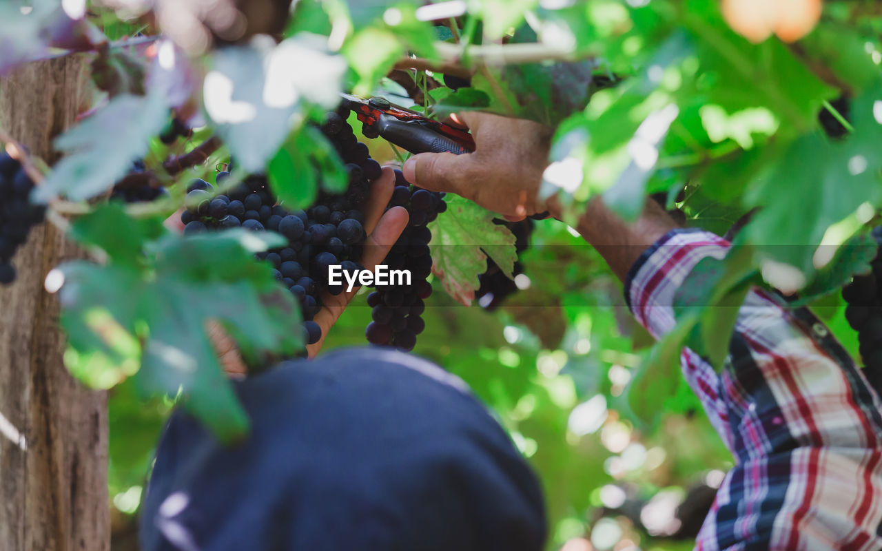 Pruning a grape bunch.