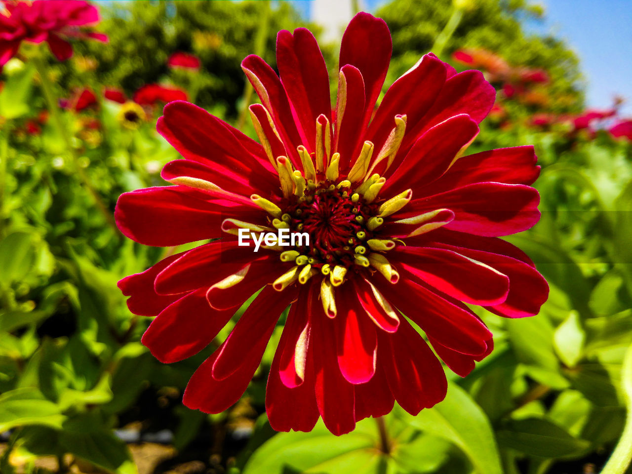 Close-up of red flower