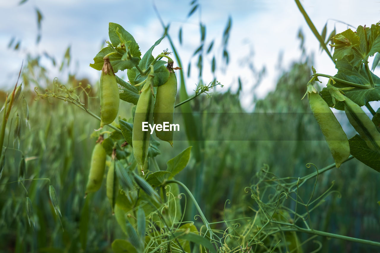 green, plant, agriculture, crop, grass, food, nature, field, vegetable, food and drink, growth, flower, landscape, rural scene, land, sky, no people, corn, cereal plant, meadow, environment, plant part, leaf, farm, outdoors, day, produce, freshness, close-up, healthy eating, focus on foreground, environmental conservation, beauty in nature, organic