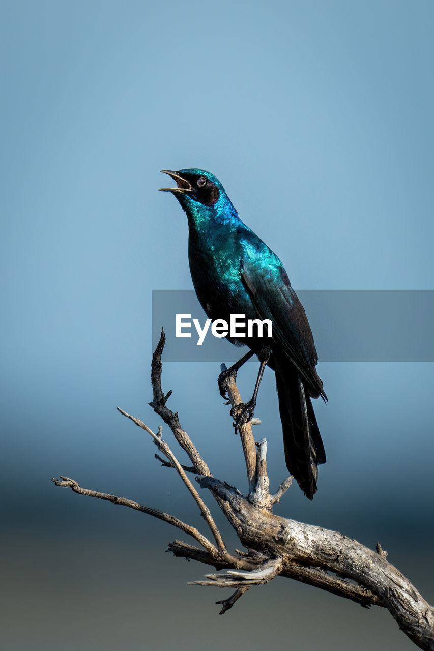 Fork-tailed drongo opens beak on dead branch