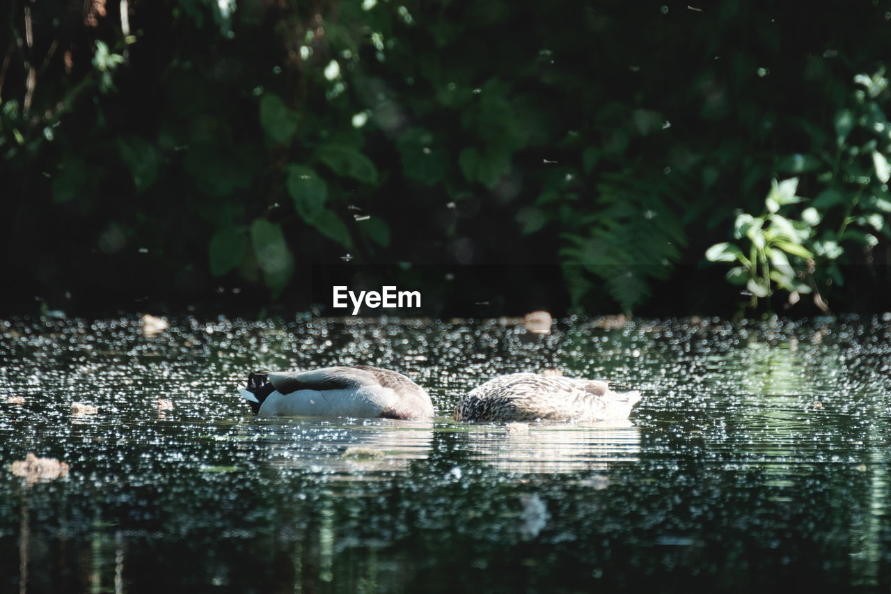 Ducks swimming in lake