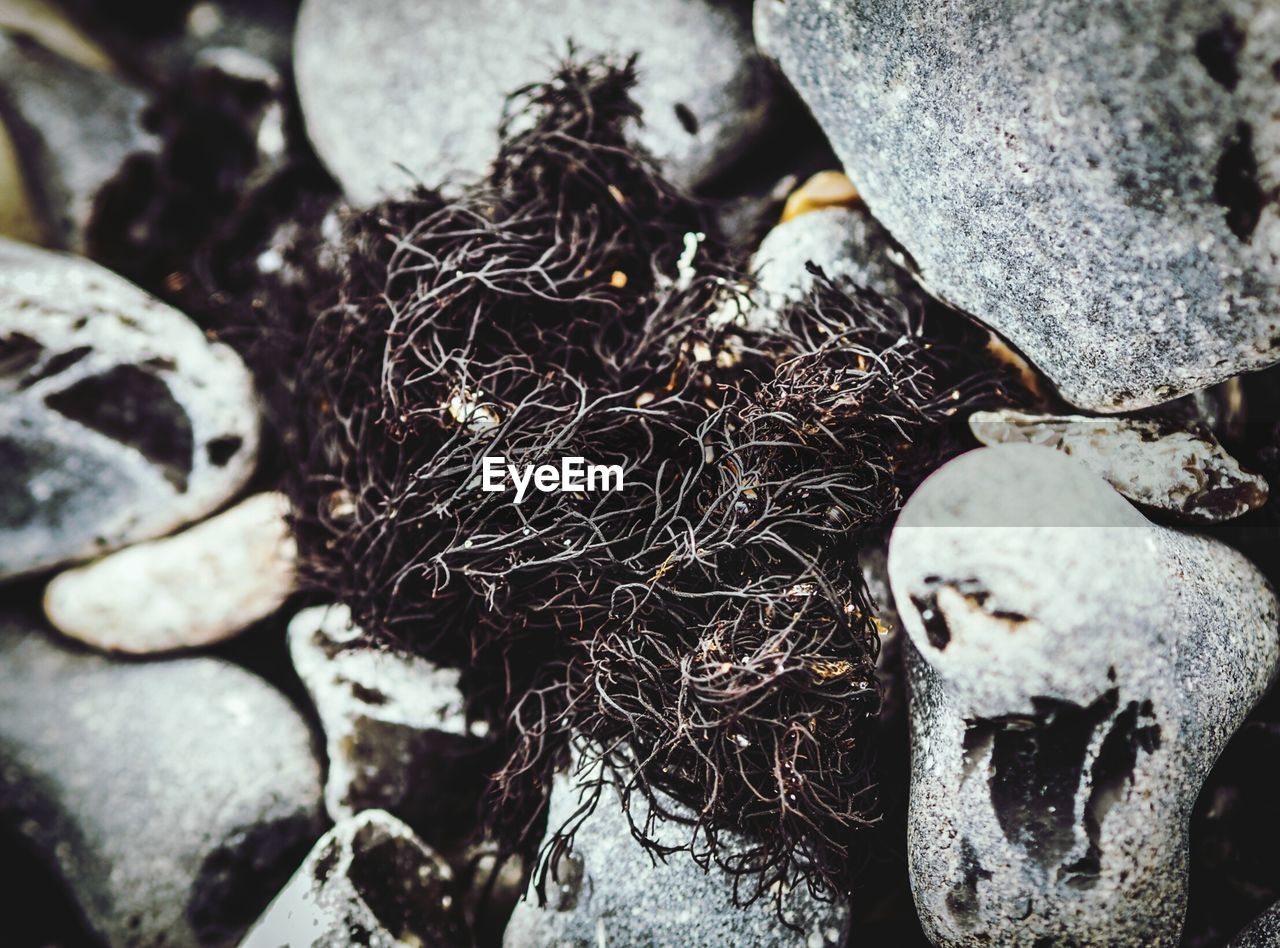 Close-up of dead plant on rocks