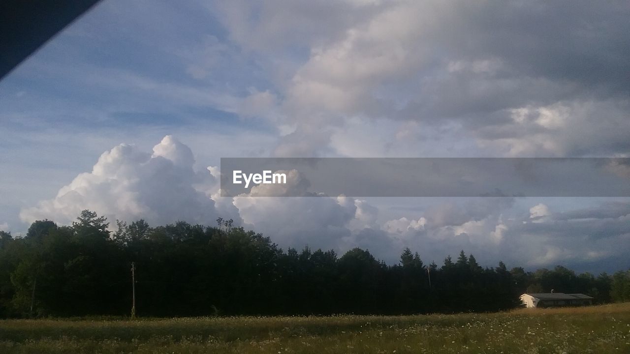 TREES GROWING ON FIELD AGAINST SKY