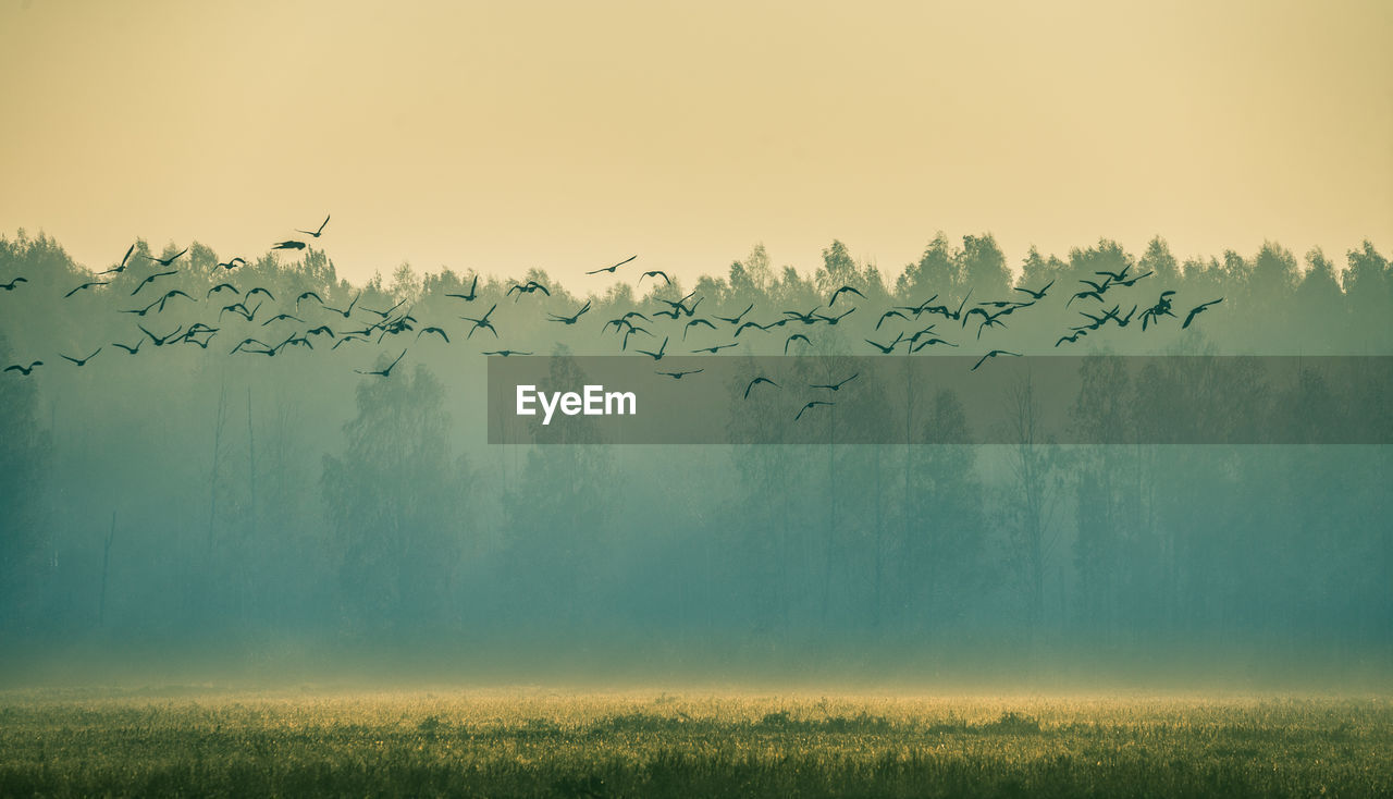 Beautiful flock of migratory goose during the sunrise near the swamp in misty morning. 