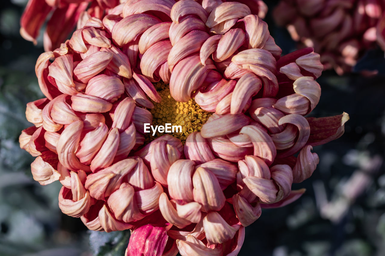 Orange chrysanthemums close up in autumn sunny day in the garden. autumn flowers. flower head