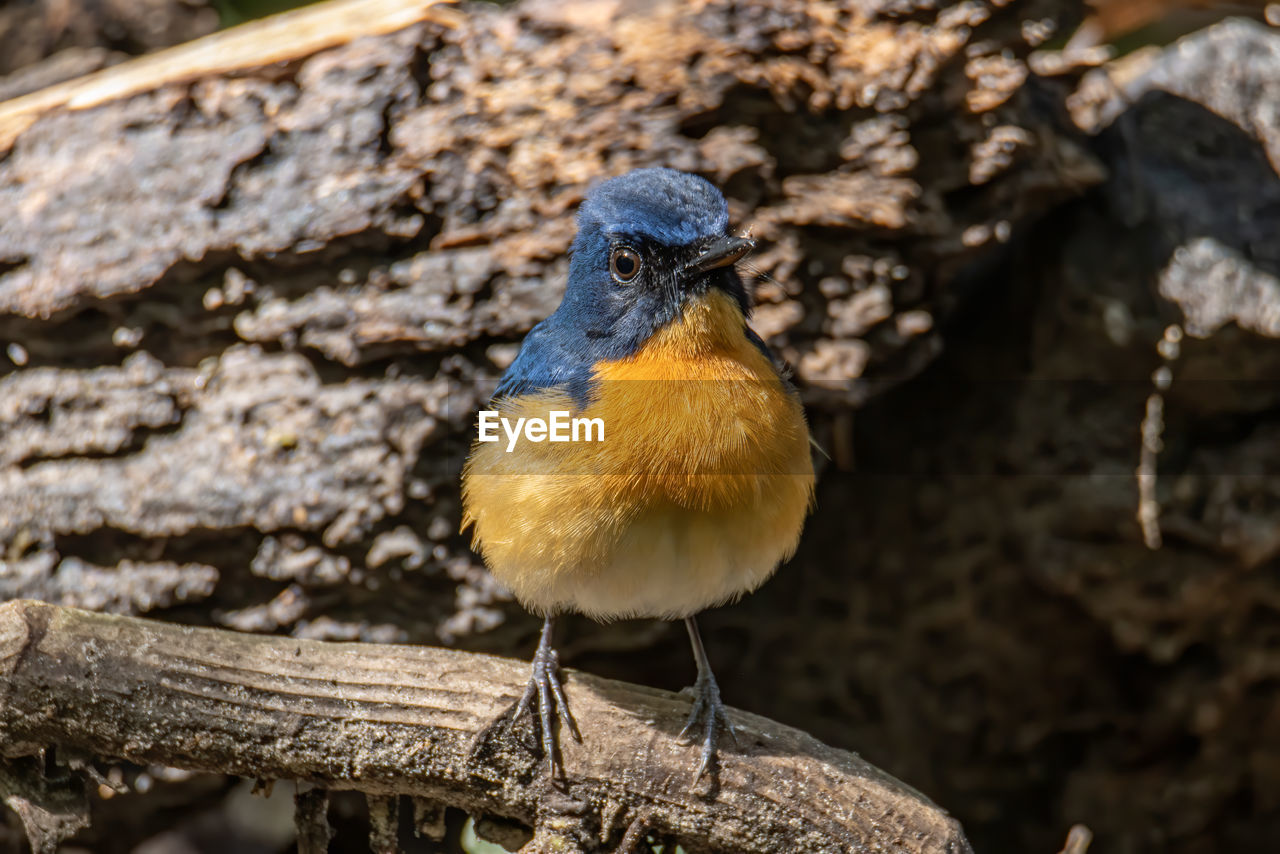 CLOSE-UP OF BIRD