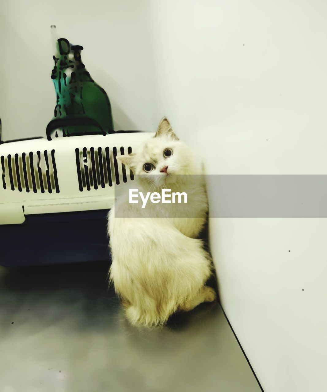 PORTRAIT OF WHITE CAT SITTING ON TABLE IN HOUSE