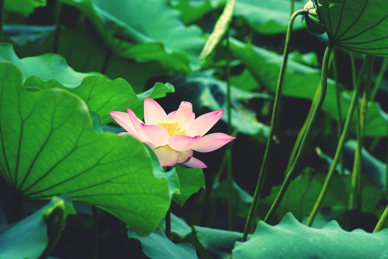 Close-up of pink lotus blooming outdoors