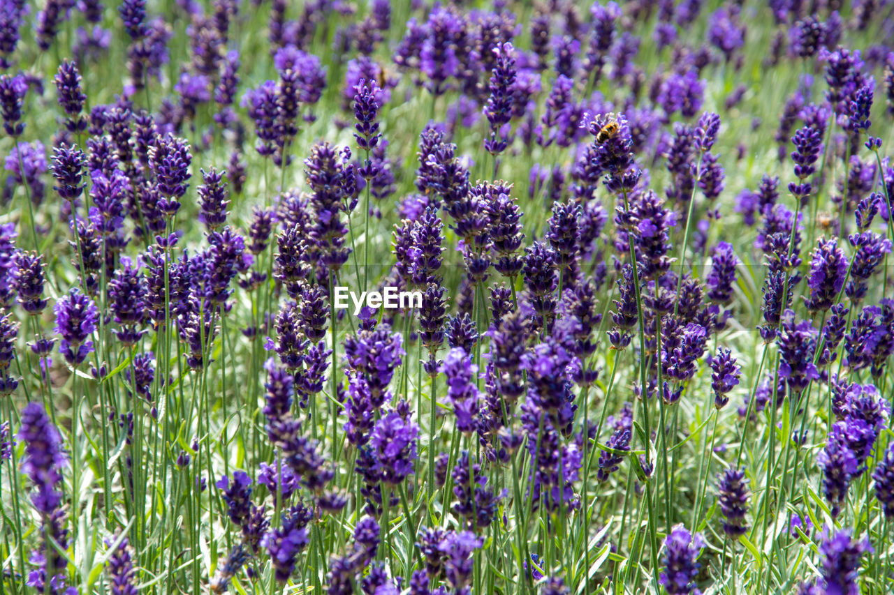 Full frame shot of lavenders growing on field