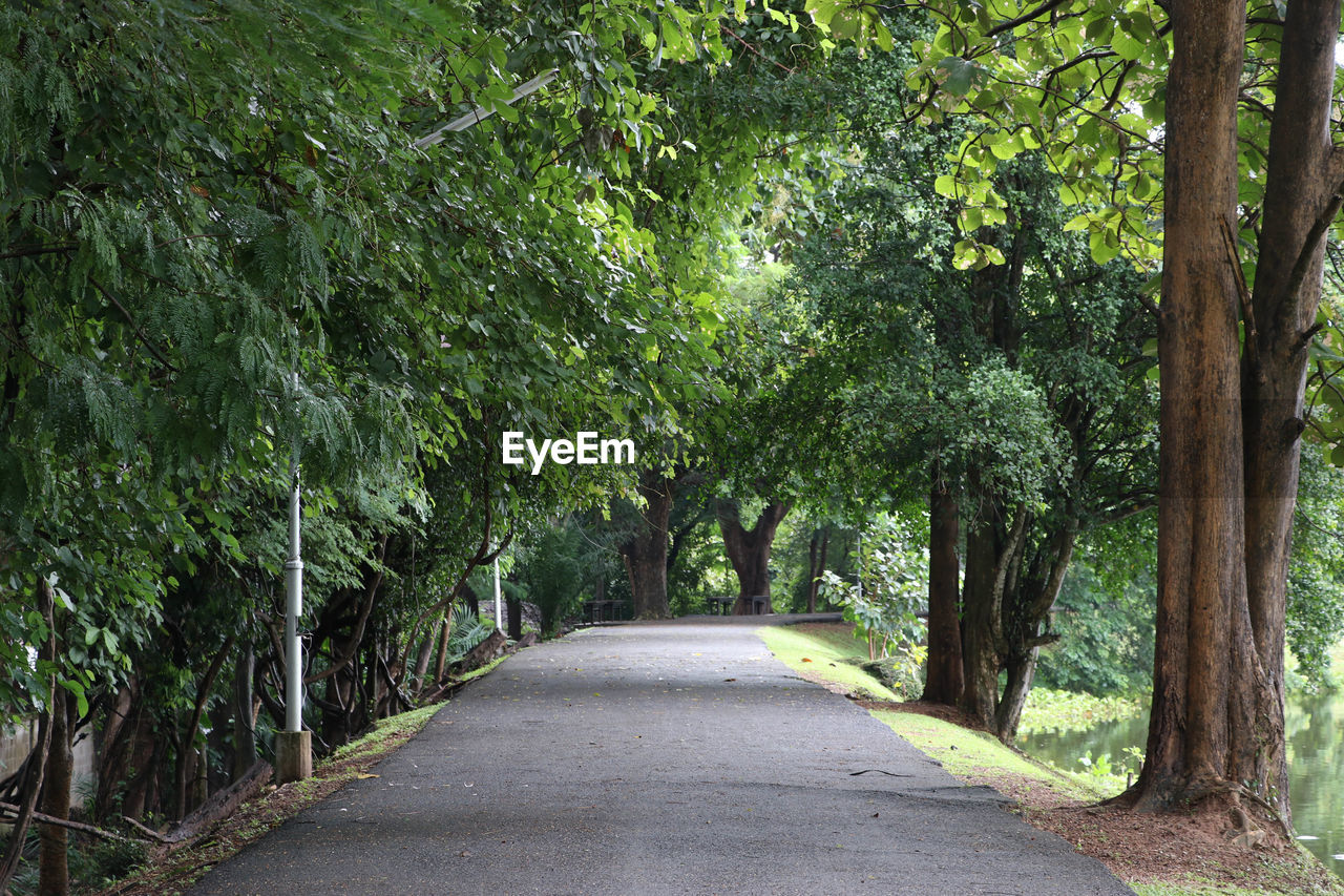 Road amidst trees on landscape