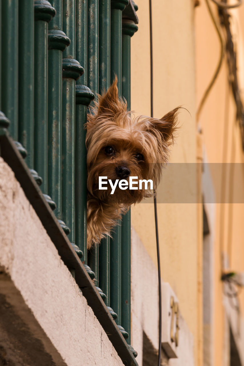 Low angle view of dog at balcony