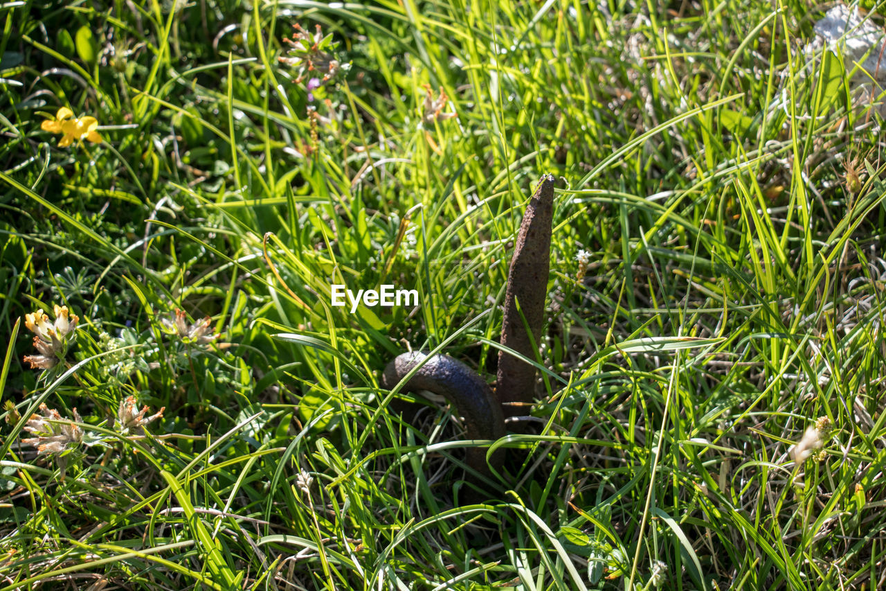 VIEW OF A BIRD ON FIELD