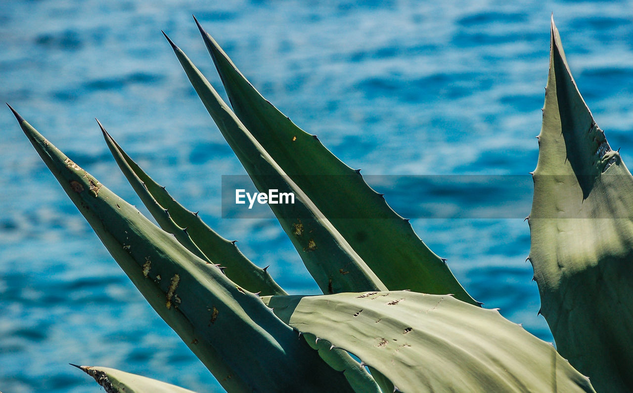 Close-up of cactus against sea