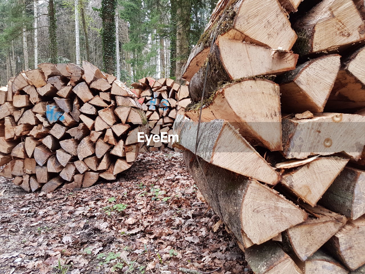 STACK OF LOGS IN ROW