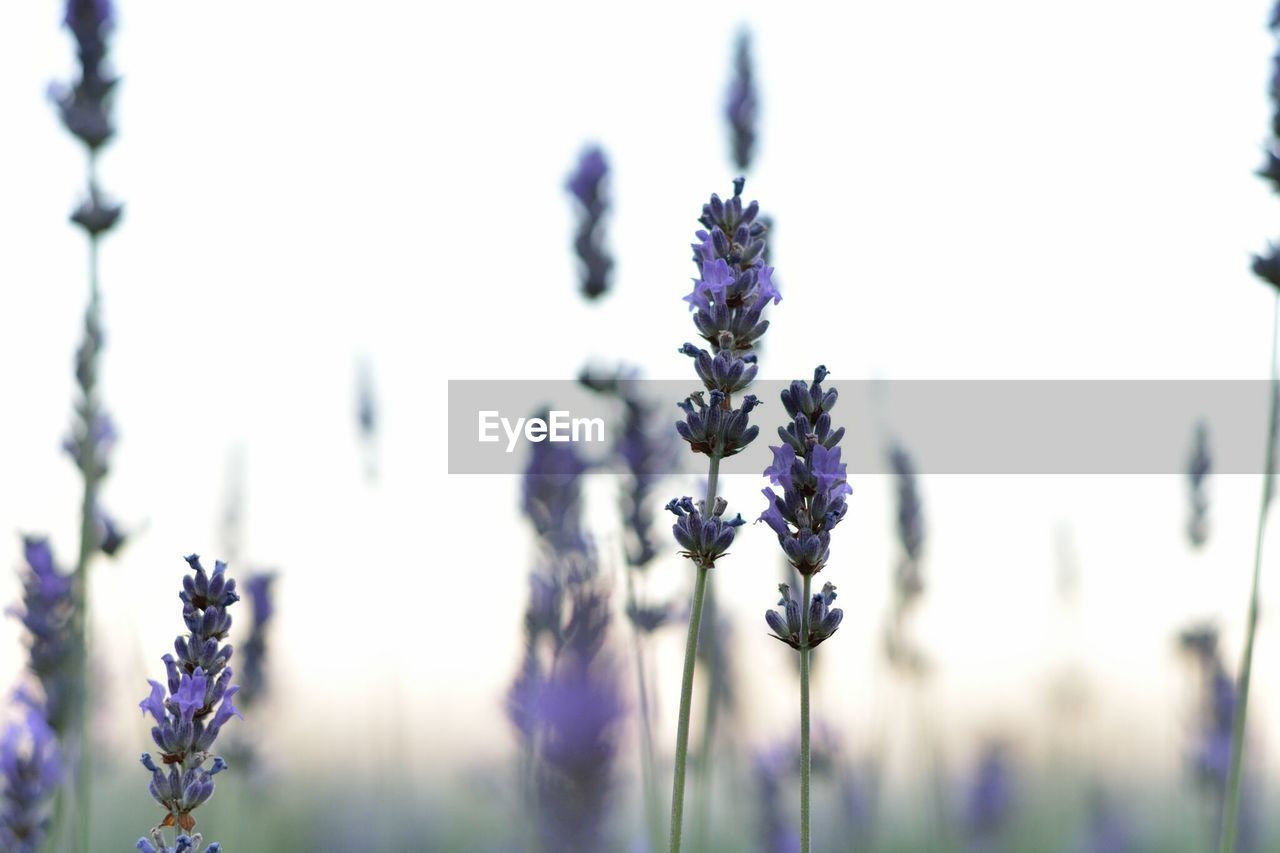 Close-up of purple flowers blooming outdoors