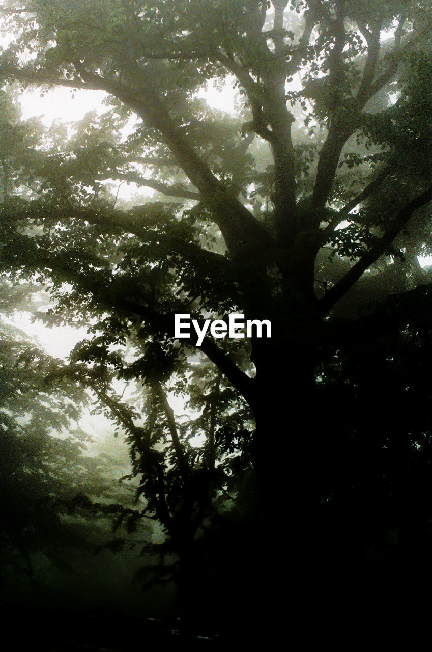 LOW ANGLE VIEW OF SILHOUETTE TREES AGAINST SKY